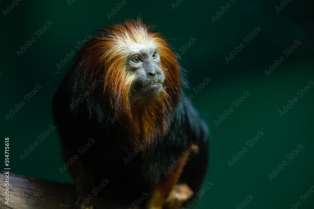 golden lion tamarin monkey is perched and watching golden lion tamarin monkey is perched and watching