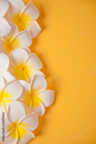 Frangipani plumeria flowers on the yellow background. Copy space. Top view. Tropical composition.