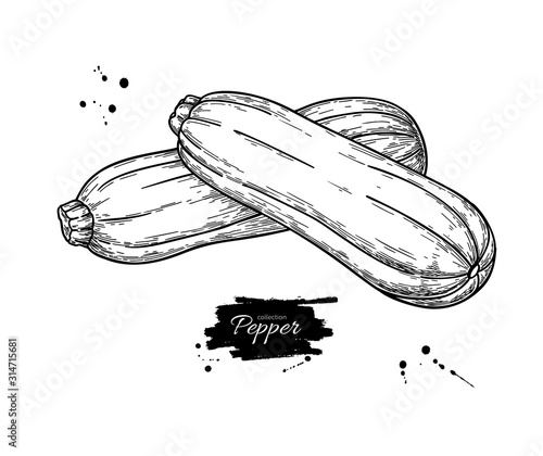 Zucchini hand drawn vector illustration. Isolated Vegetable object.
