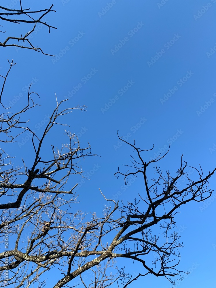 Silhouette of tree branches in the pure blue sky background Silhouette of tree branches in the pure blue sky background