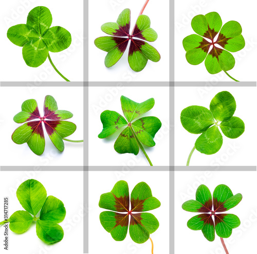 Vierblättrige Kleeblätter