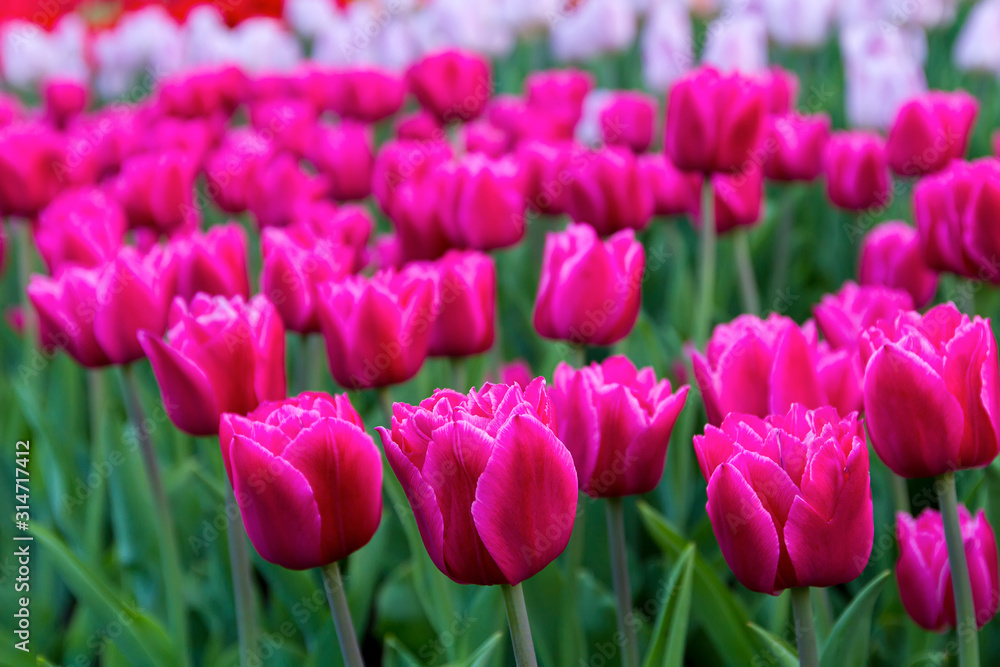 in the foreground are large pink tulips, in the foreground, white and red tulips are out of focus