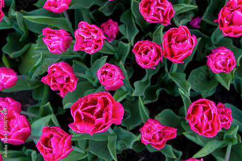 glade of large pink tulips  top view