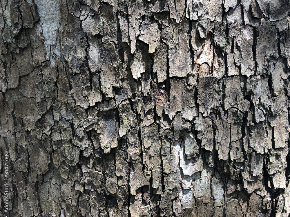 Texture and Pattern of Sycamore Tree Bark Texture and Pattern of Sycamore Tree Bark