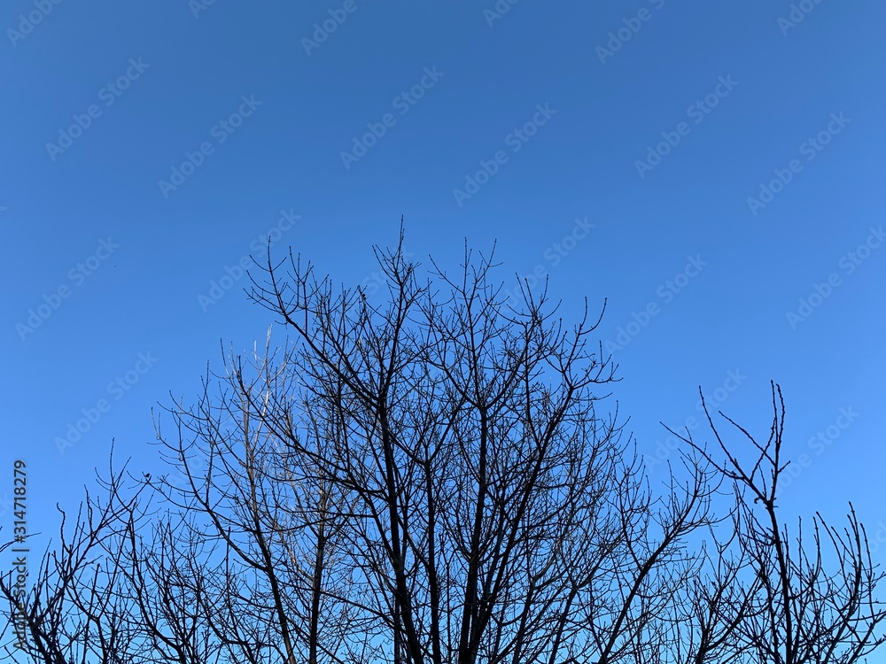 Silhouette of tree branches in the pure blue sky background Silhouette of tree branches in the pure blue sky background