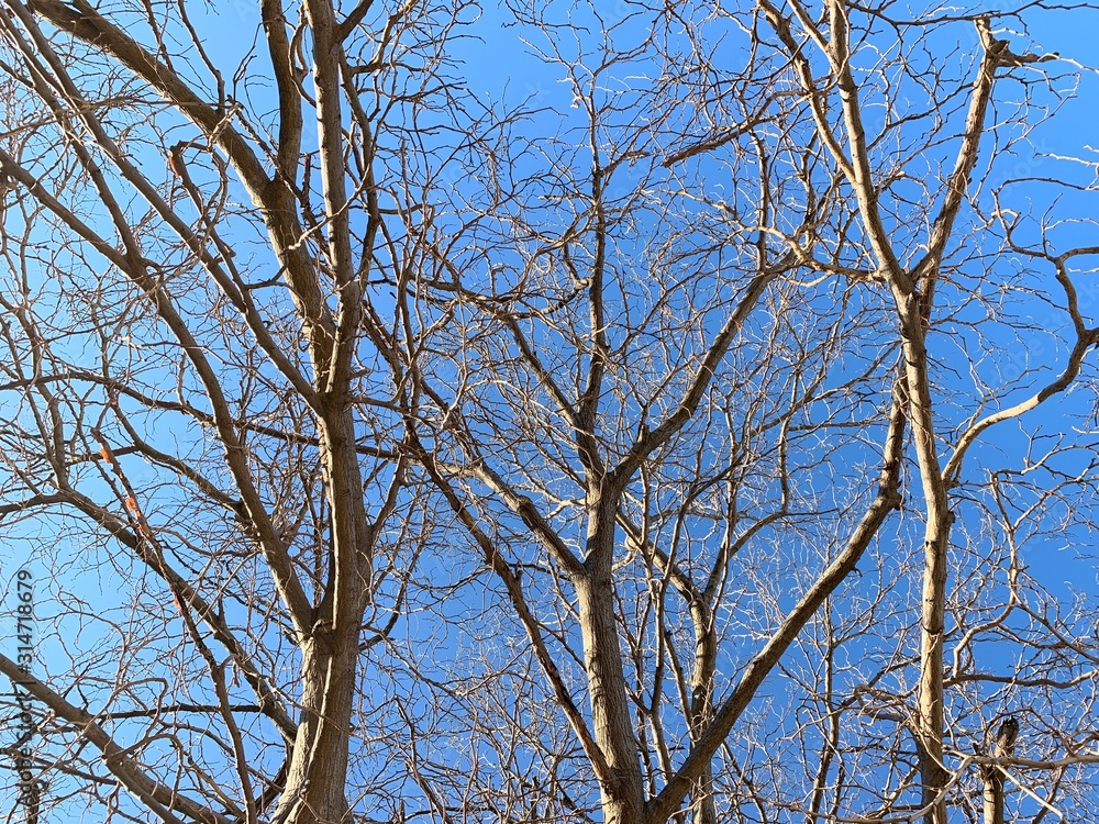 Silhouette of tree branches in the pure blue sky background Silhouette of tree branches in the pure blue sky background