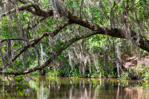 Bayou © DeMarco Designs