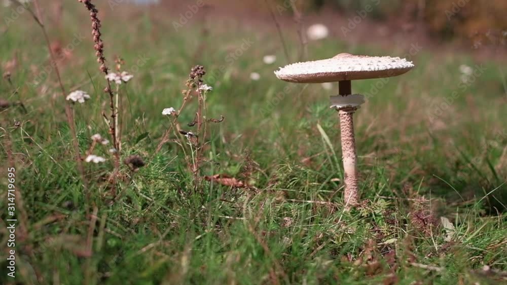 Wild parasol mushroom on a meadow. Slow motion POV pedestal camera movement. Shot on a gimbal. Wild parasol mushroom on a meadow. Slow motion POV pedestal camera movement. Shot on a gimbal.
