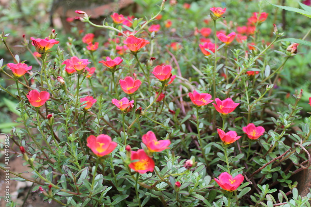 Portulaca oleracea L. little hogweed flowers, in common garden purslane, pigweed purslane, has medicinal properties.