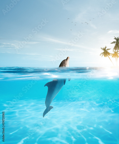 view of nice bottle nose dolphin  swimming in blue crystal water