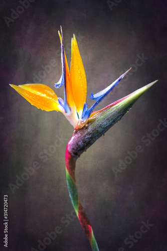 Fototapeta Naklejka Na Ścianę i Meble -  fine art Strelitzia flower
