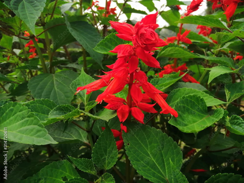 Beautiful Flowers with natural backgrounds Beautiful Flowers with natural backgrounds