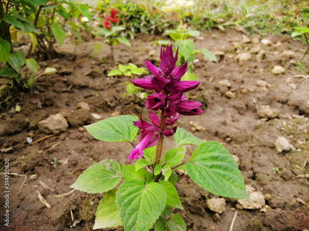 Beautiful Flowers with natural backgrounds Beautiful Flowers with natural backgrounds