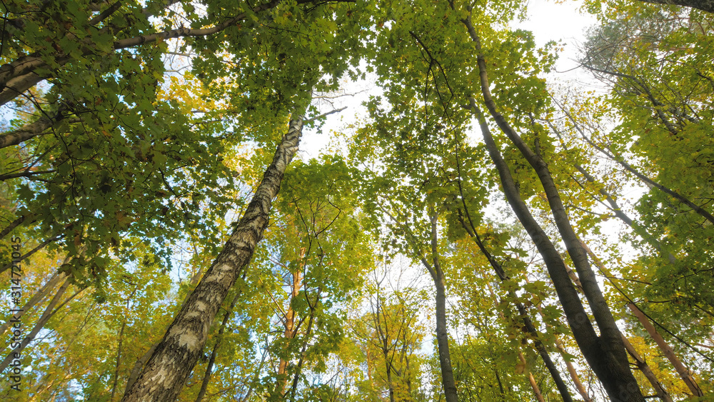 Fototapeta premium tree in autumn