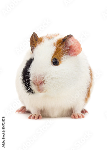 guinea pig looks on an isolated white background