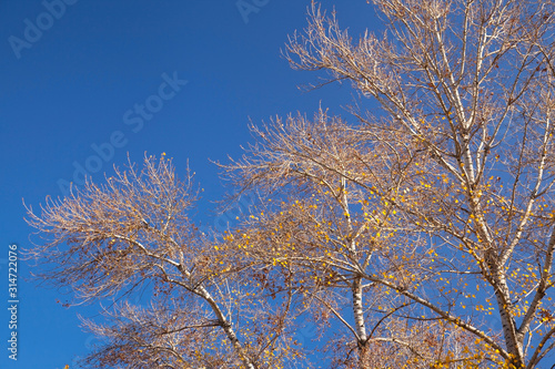 Poplar trees in autumn