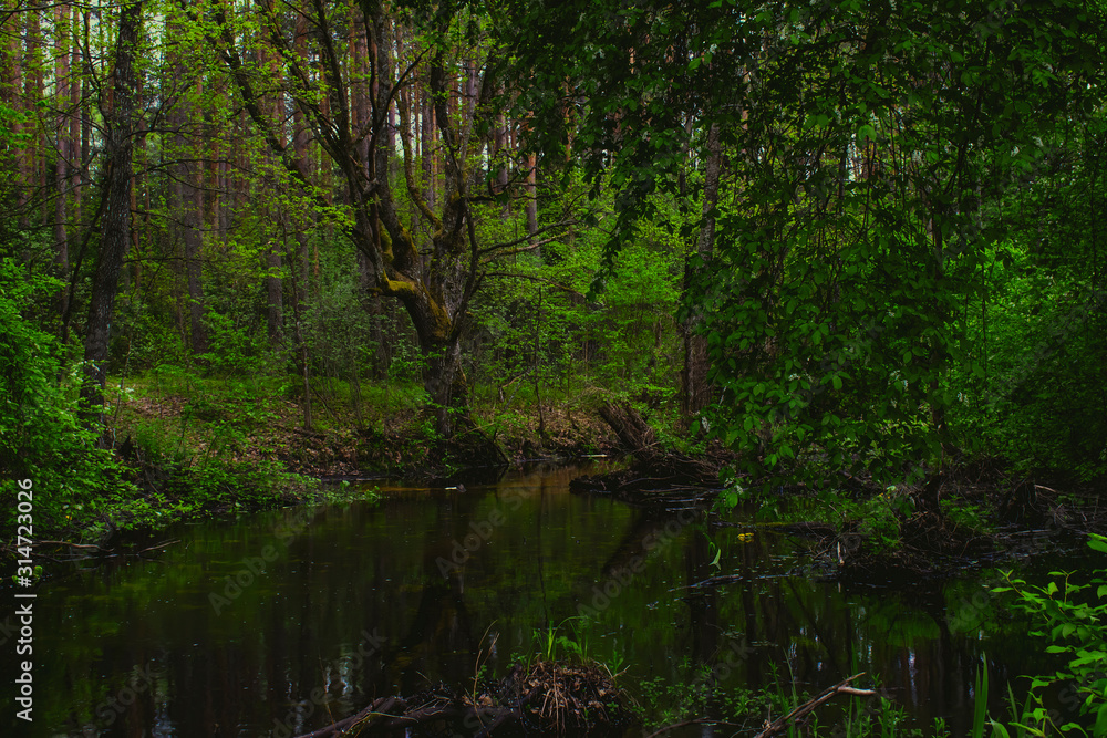 Green forest Green forest