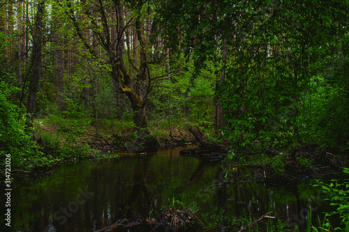 Fototapeta Naklejka Na Ścianę i Meble -  Green forest
