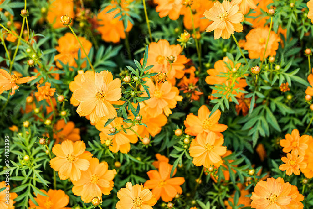 Close up of orange cosmos flowers with green leaves and plant background. Close up of orange cosmos flowers with green leaves and plant background.