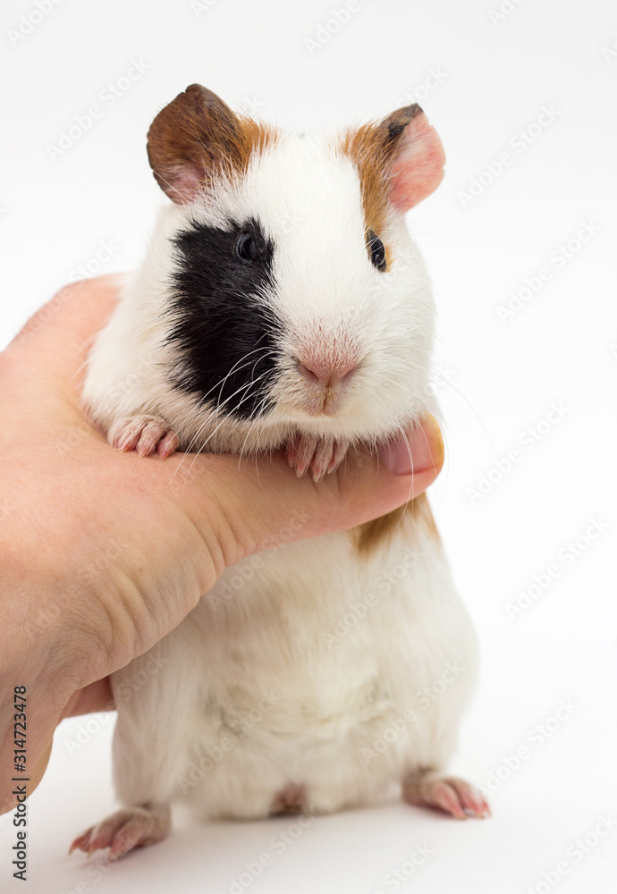 Obraz guinea pig stands on its hind legs