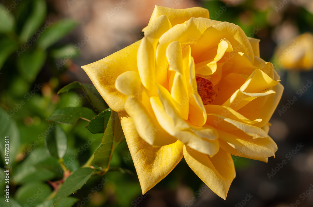 ROSA AMARILLA AL SOL