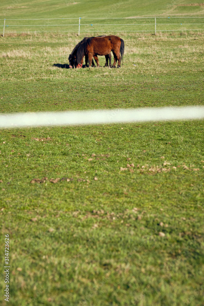 Fototapeta premium Two little horses eating grass on a meadow with a fence on the first days of spring. Seen in Germany.