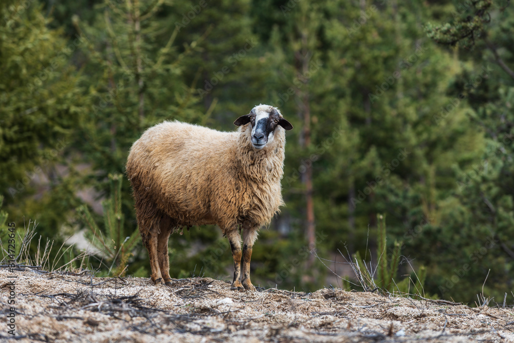 Fototapeta premium Sheep grazing high in the mountains in spring