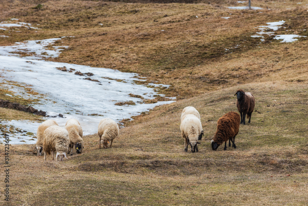 Obraz premium Closeup of grazing merino sheep in winter mountains.