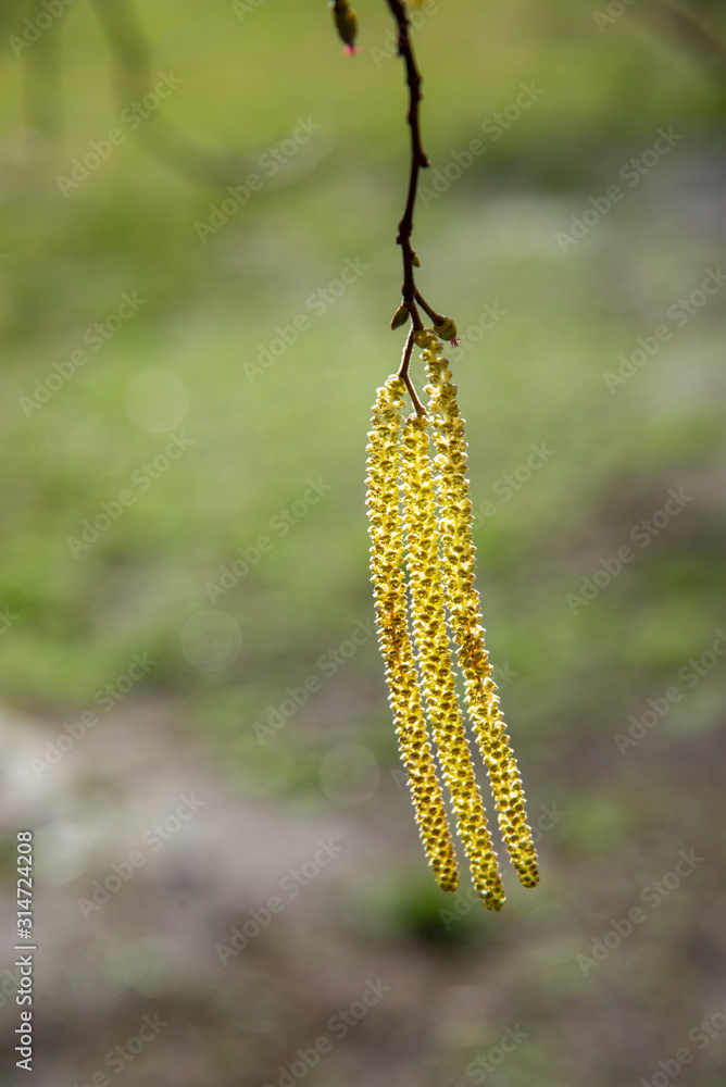 Fototapeta premium Spring background with birch branches catkins 