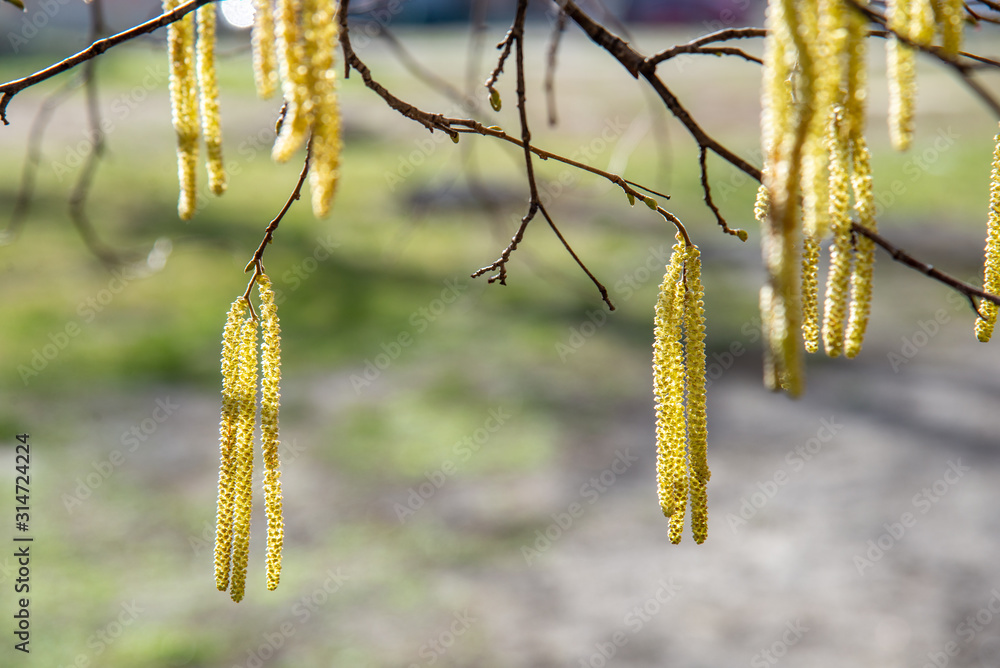 Spring background with birch branches catkins Spring background with birch branches catkins