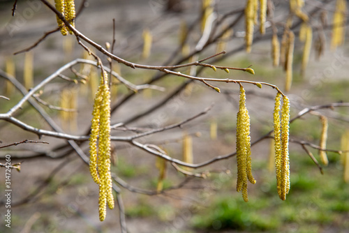 Spring background with birch branches catkins on the wind