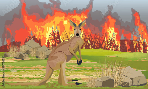 Kangaroo walks away from the fire. Fire in Australia. Drought. Realistic vector landscape