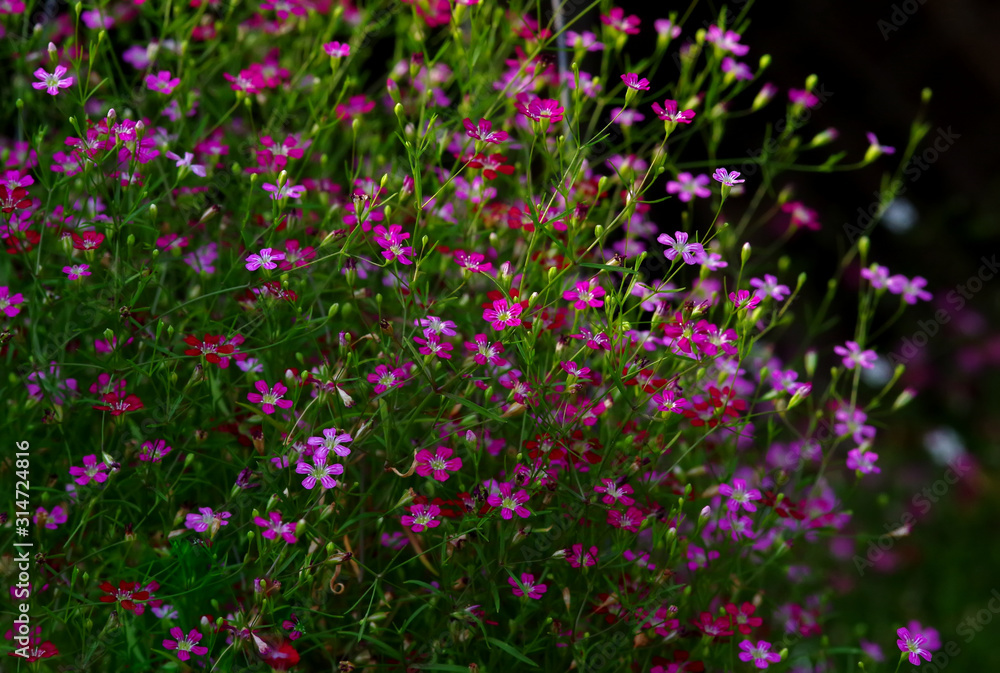 Naklejka premium Colorful of the tiny Gypsophila flowers