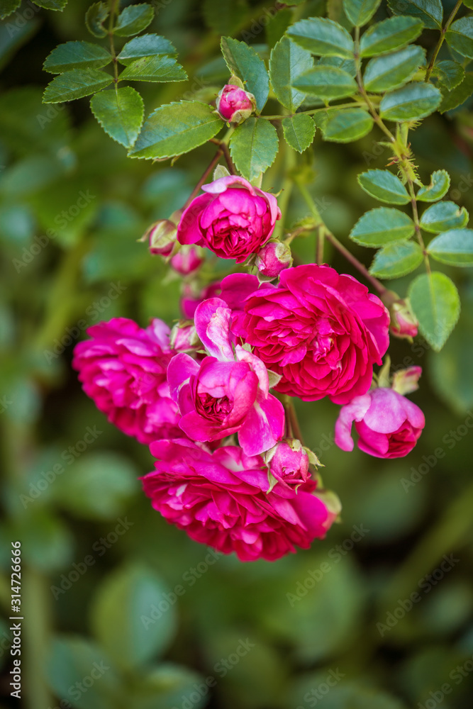 Branch of climbing roses