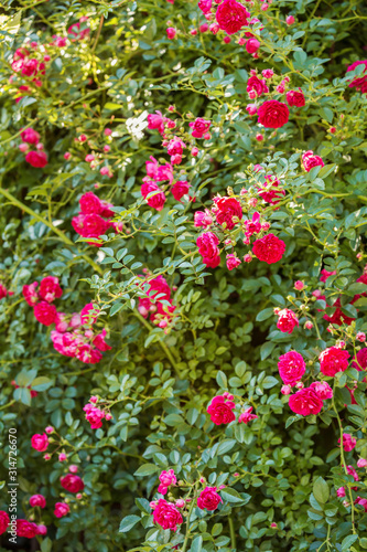 Floral background, climbing roses
