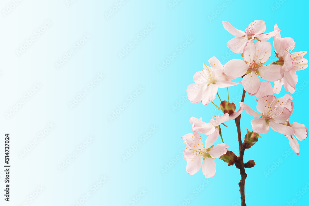 Fototapeta premium Sakura branch with flowers isolated blue gradient background
