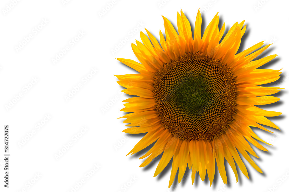 Obraz premium Sunflower. Shadow. Close-up. Top view.