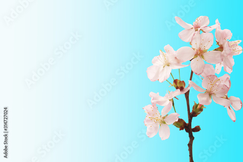 Sakura branch with flowers isolated blue gradient background