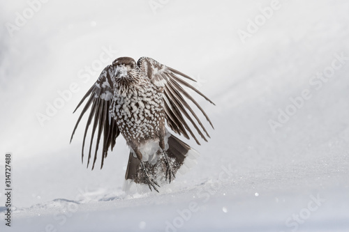 The great nutracker in flight (Nucifraga caryocatactes) photo