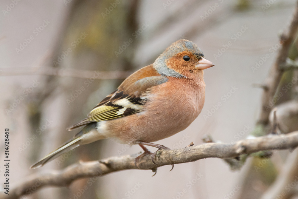 The Common Chaffinch, Fringilla coelebs, is in the wild nature