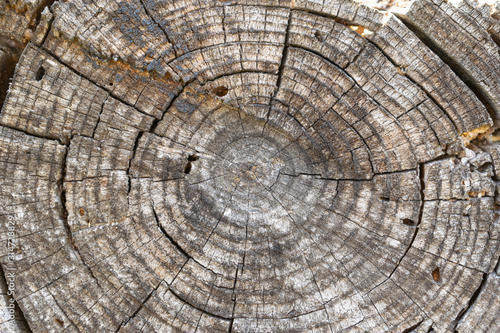 Naklejka premium Pine tree trunk rings pattern with cracks and woodworm holes