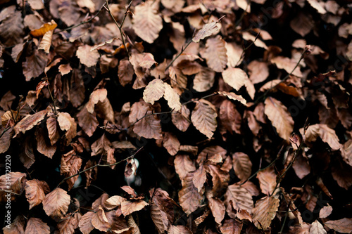 Background of dried brown leaves