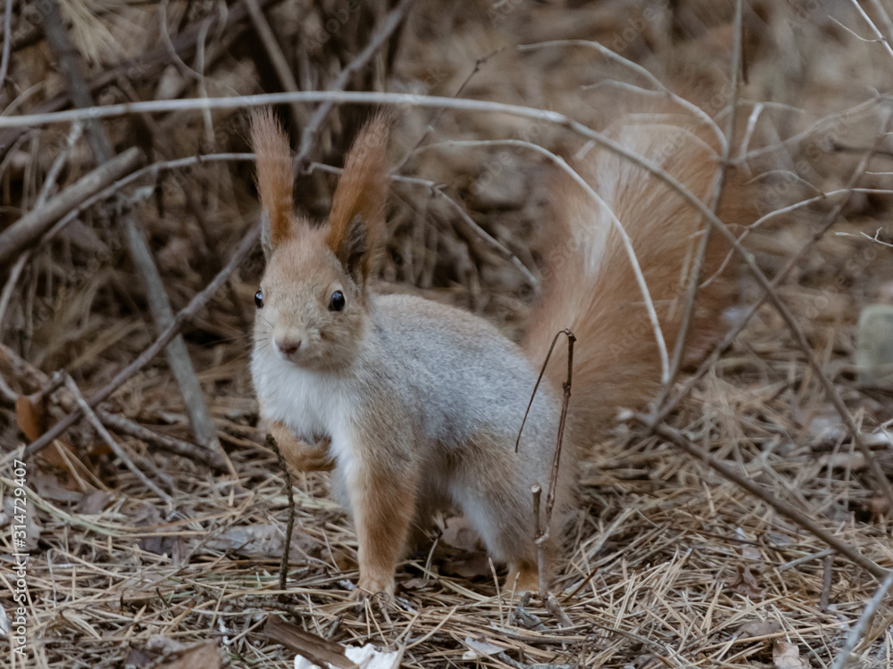 Fototapeta premium Cute squirrel on the ground of a pine forest