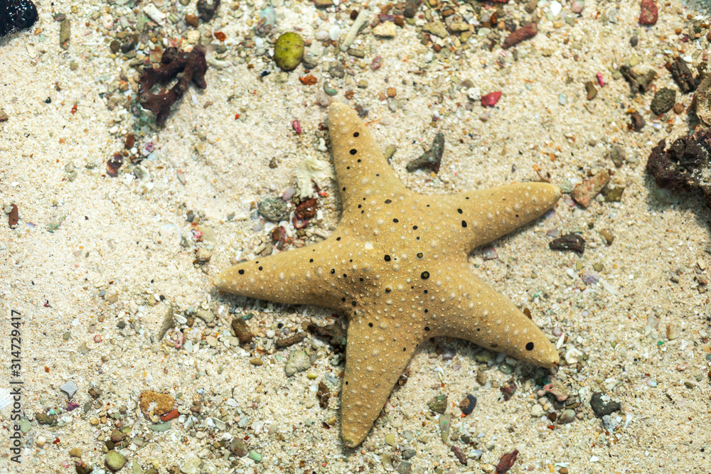 starfish in water sea with sand and little rock background. with copy space for text or design. starfish in water sea with sand and little rock background. with copy space for text or design.