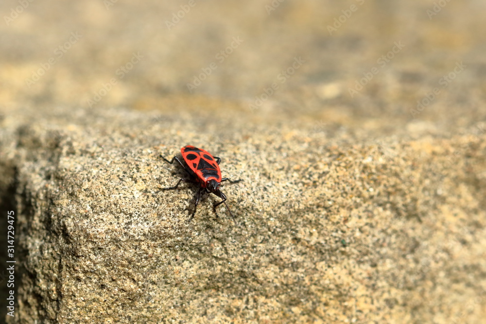 Red bug with black dots (firebug) on wooden and sandstone background Red bug with black dots (firebug) on wooden and sandstone background