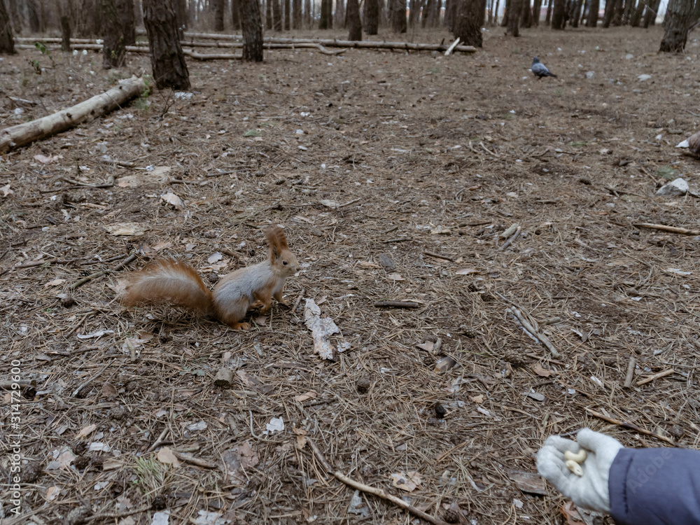 Obraz premium Cute squirrel is fed with hands in a pine forest