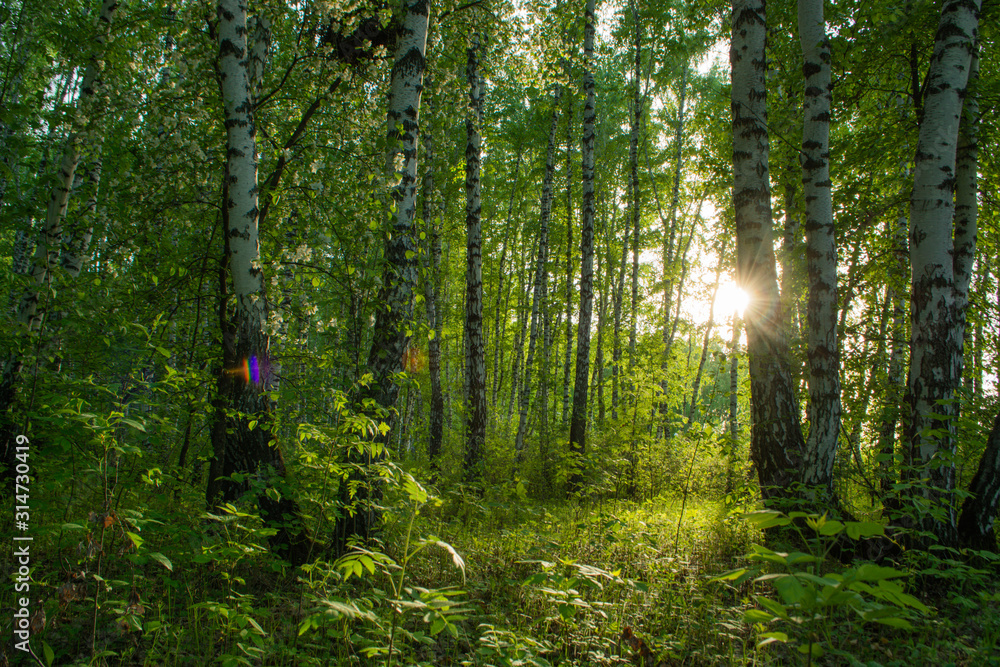 Obraz premium birch forest in early summer with an abundance of greenery and flowering plants, illuminated by the bright daytime sun coming out from behind the tree