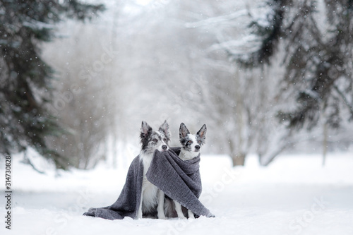 Photography two dogs on a park in winter