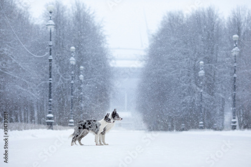 two dogs on a park in winter. Marble Border Collie Together Outdoors