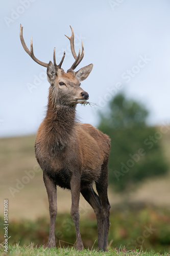 Proud juvenile Red Deer Stag (Cervus elaphus) standing on the crest of a hill